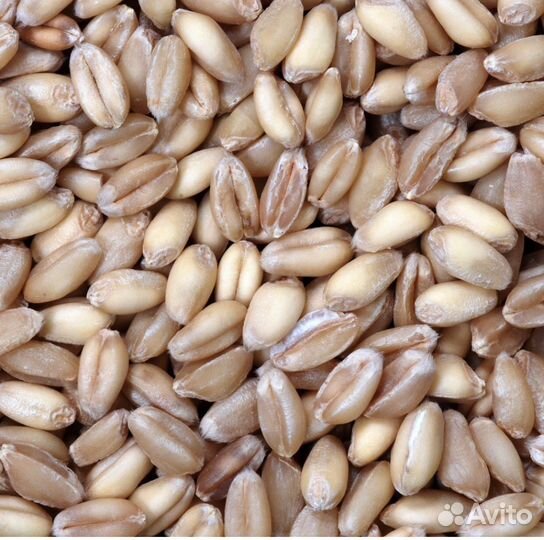 Зерно пшеница