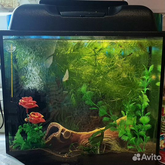 Аквариум с мирными рыбками и креветками