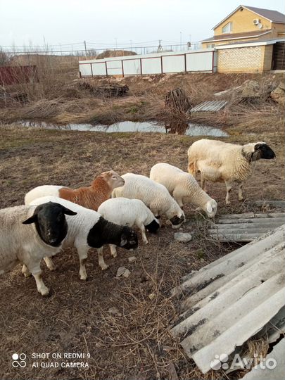 Ягнята дорпер