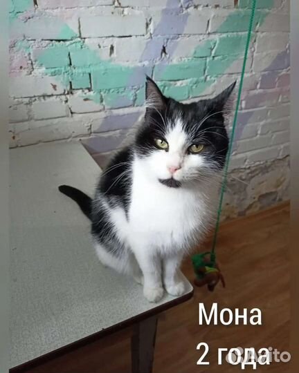 Кошки с передержки