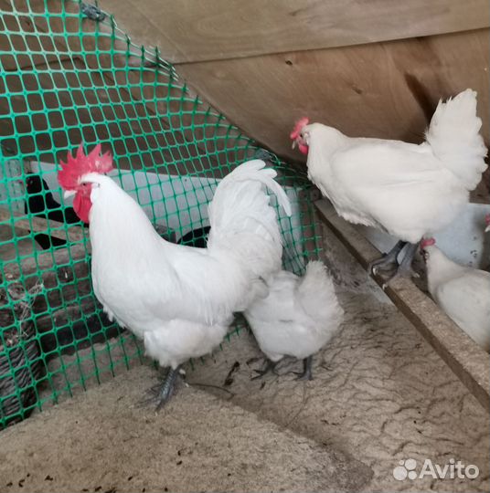 Инкубационное яйцо породистых куриц