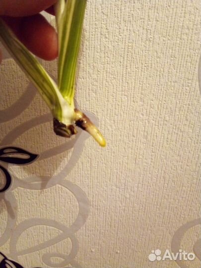 Монстера Альба (верхушка)