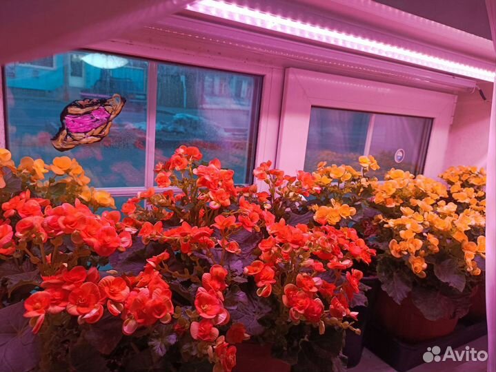 Бегония Элатиор оранжевые и жёлтые