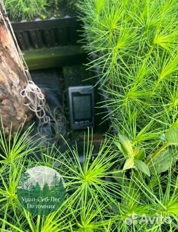 Зкс и окс Сосна Ель Лиственница сеянцы Голуб горн