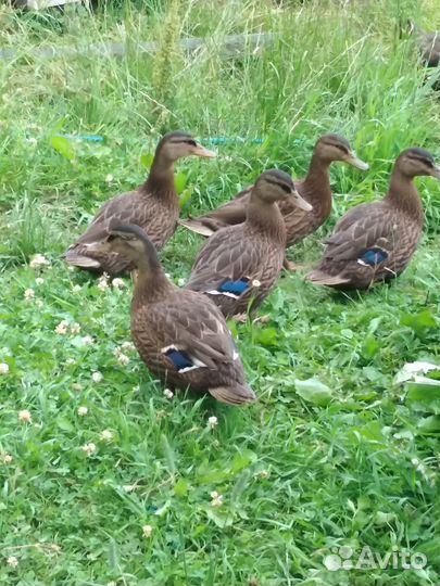 Утки подсадные для охоты