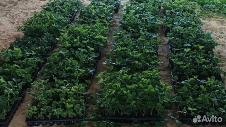 Рассада клубники зарубежных сортов