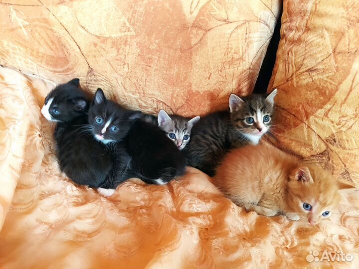 Котята в дар