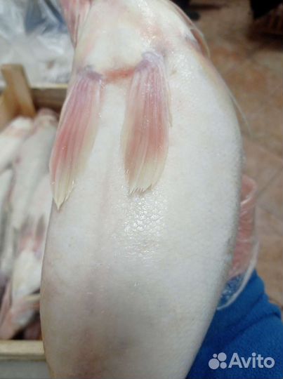 Форель