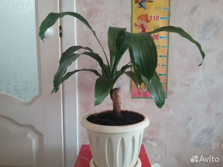 Драцена широколистная