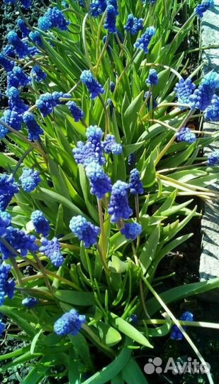 Примула Мускари