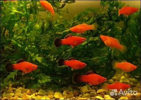 Аквариумные рыбки