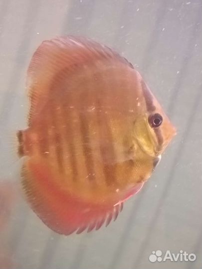 Подростки дискусов