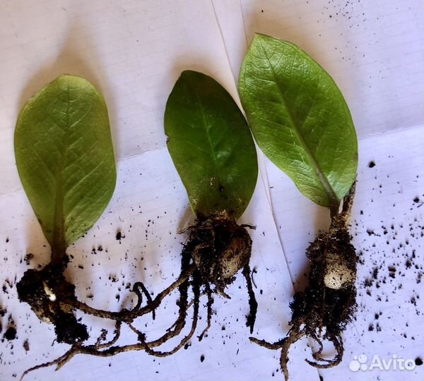 Замиакулькас укоренненый лист