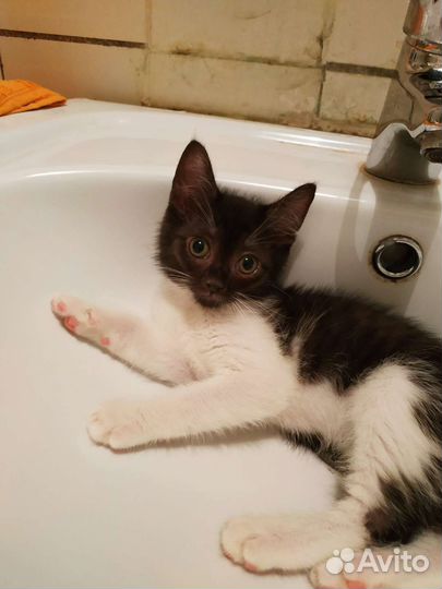 Котята в добрые руки бесплатно