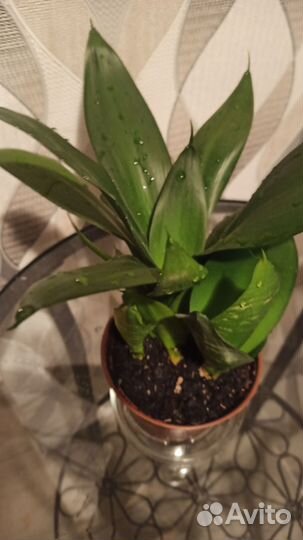 Сансивиерия металлика, Ханни, Стар Каньон Гранит