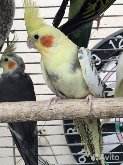 Попугай корелла