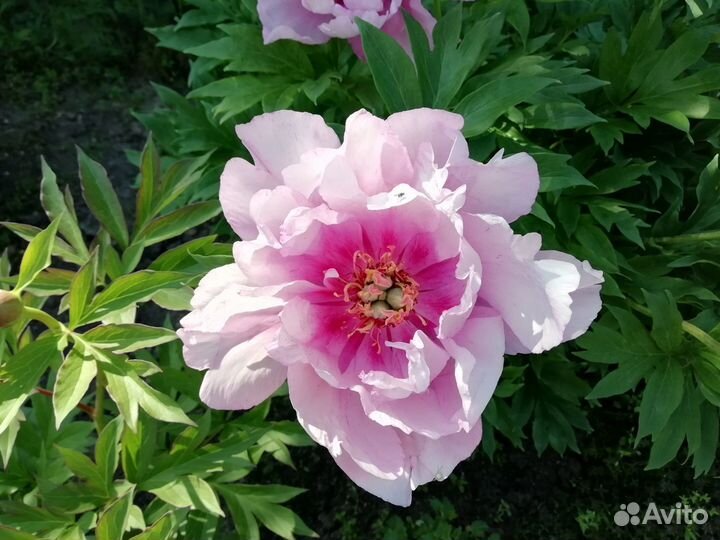 Пион Ферст Арривал (Paeonia First Arrival), корень