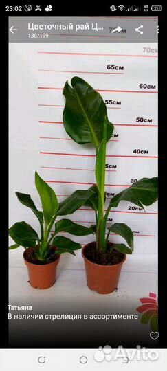 Декоративные растения в наличии