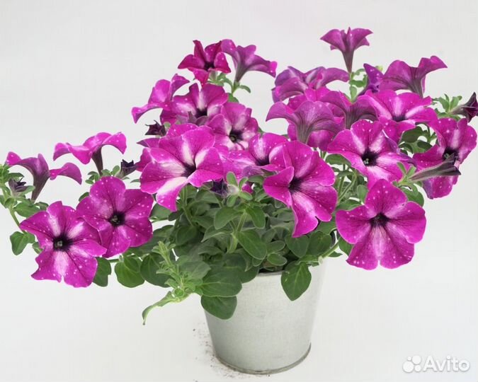 Петуния ампельная