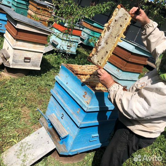 Свежий мёд 2023 со своей пасеки