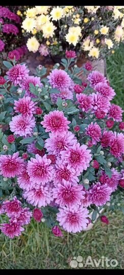 Хризантема мультифлора