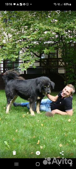 Помощник по хозяйству с функциями водителя