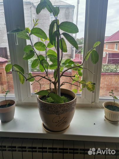 Комнатные растения лимон