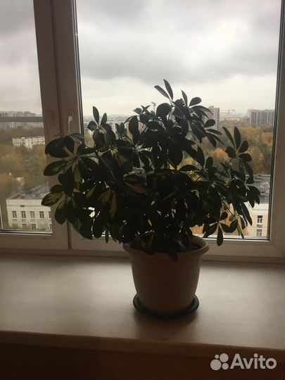 Комнатные растения больших размеров