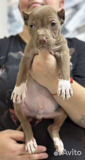 Шоколадный парень