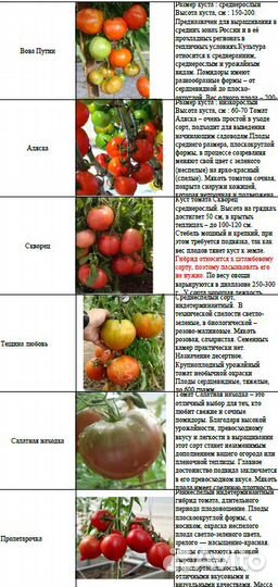Рассада помидор