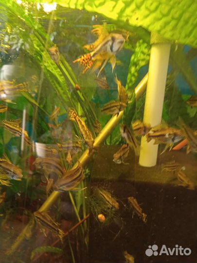 Апистограмма Какаду