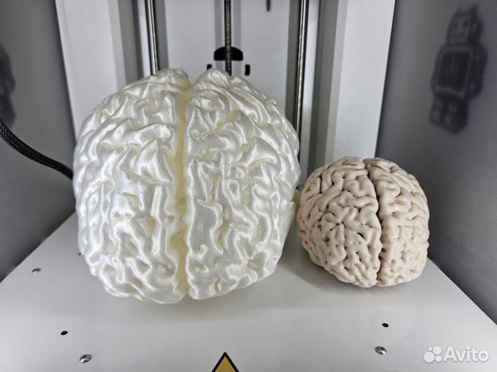 Мозг человека макет 10 см