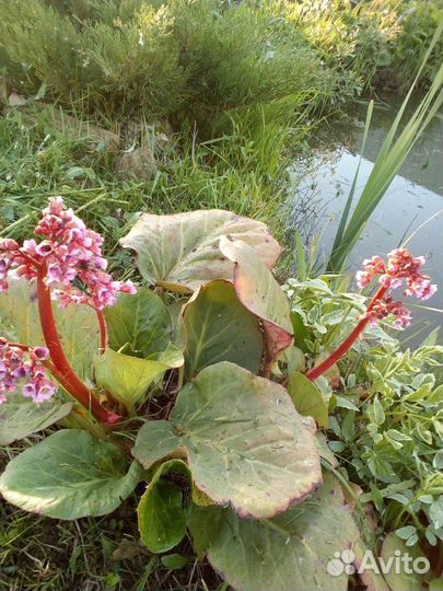 Лилейники сортовые