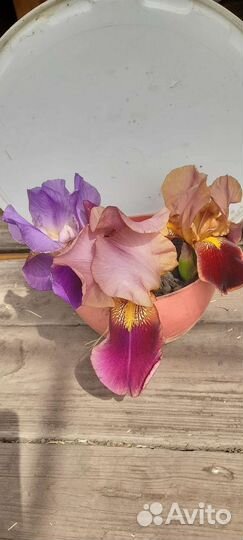 Чеснок,ежевика и многолетние цветы