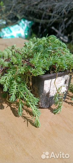 Очиток испанский