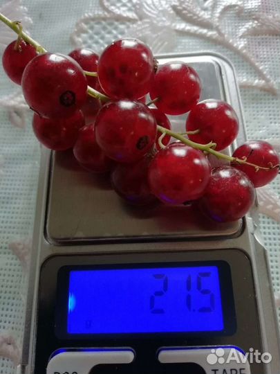 Саженцы смородины