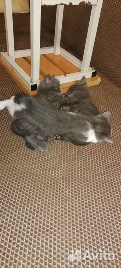 Кошка в дар