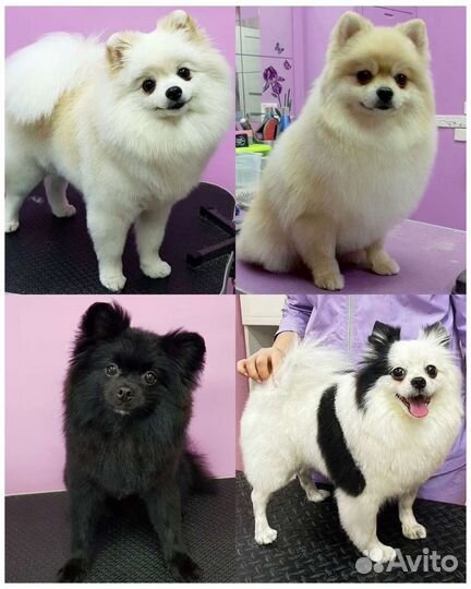 Стрижка собак и кошек Груминг Грумер