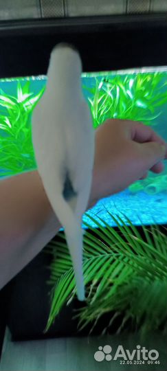 Птенец ввп 30 дней ручной