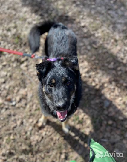 Восточноевропейская овчарка метис