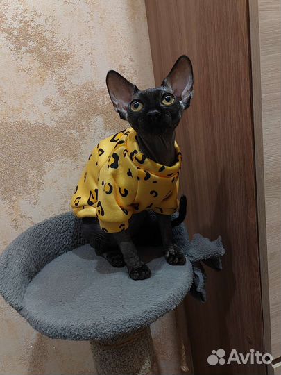 Донской сфинкс кошечка вязка