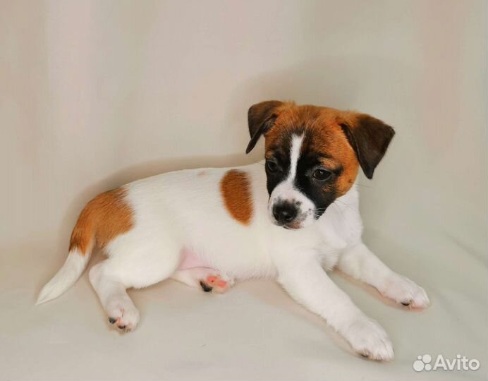 Джек Рассел терьер