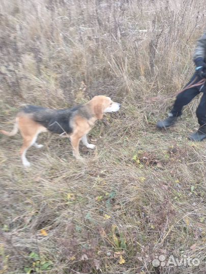 Охотничьи собаки