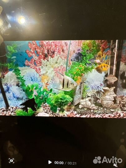 Аквариум с рыбками