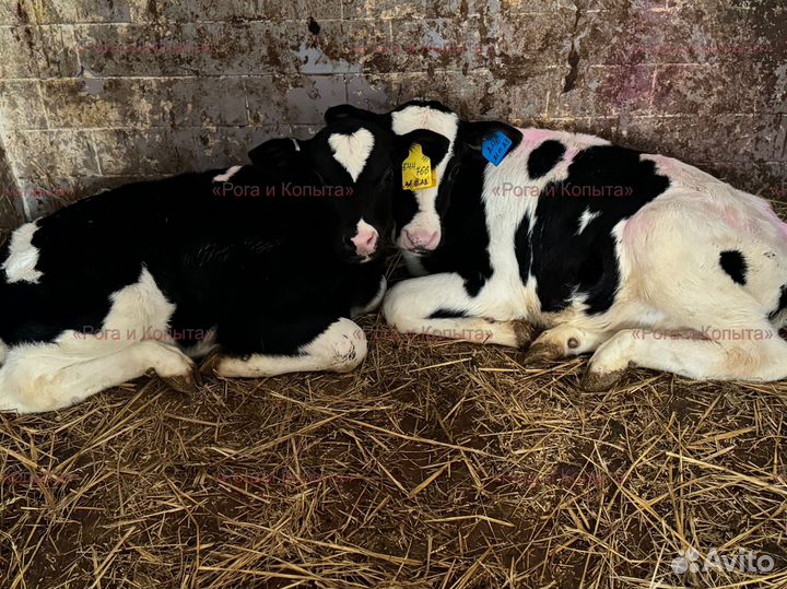 Бычки мясной породы