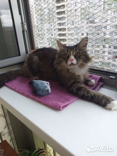 Отдам котенка в добрые руки