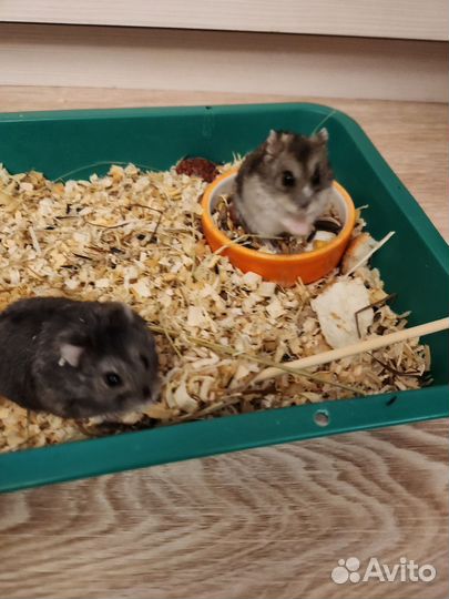 Джунгарский хомяк с клеткой