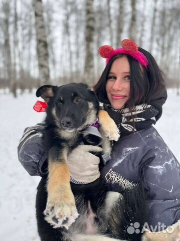 Восточноевропейская овчарка