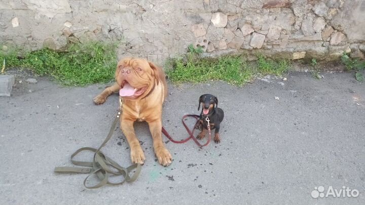 Дрессировка индивидуально