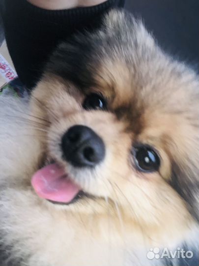 Вязка шпиц - мальчик